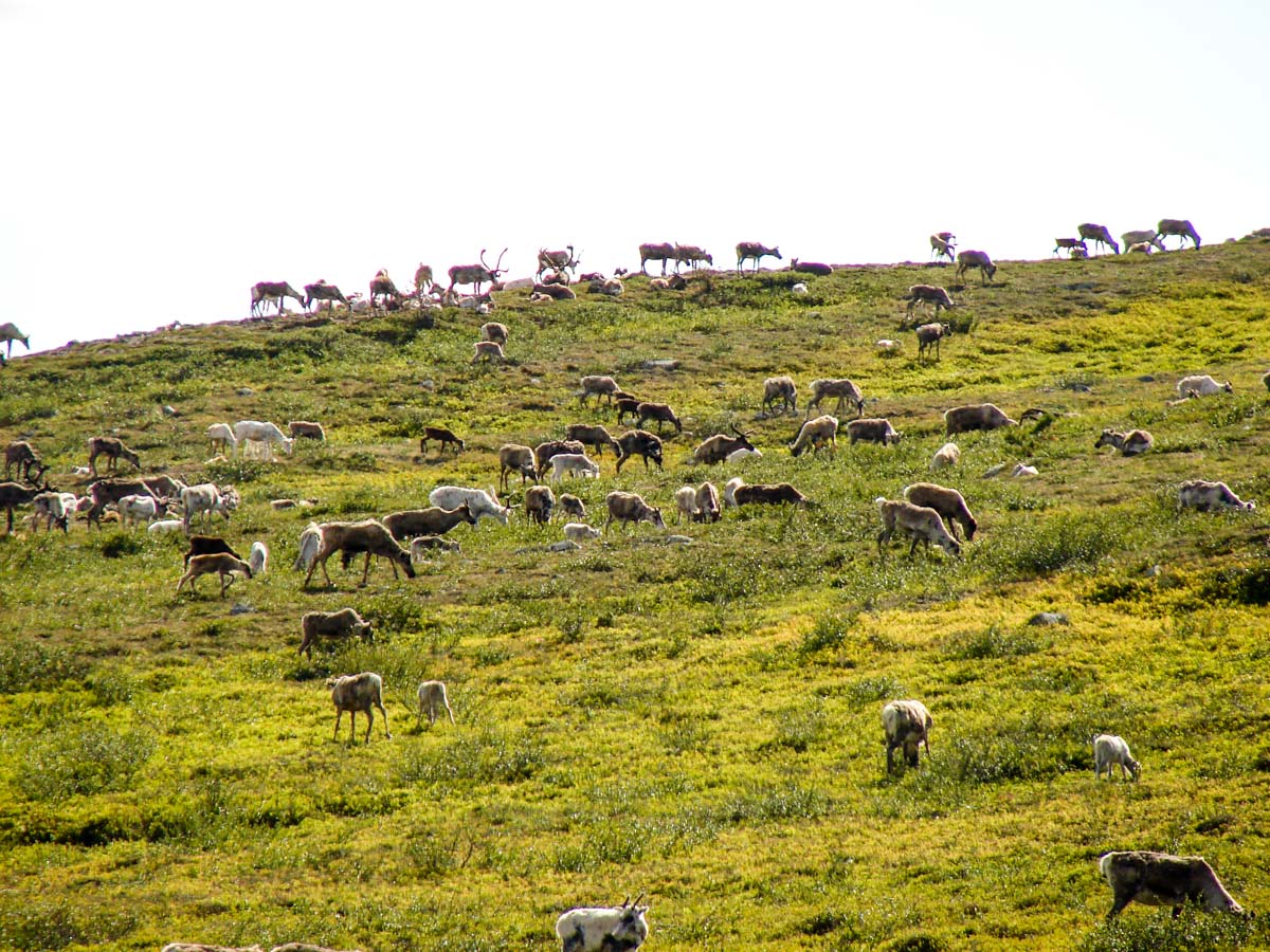 reindeer grazing in Lapland