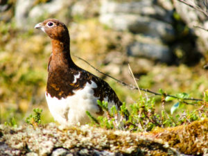 forest chicken