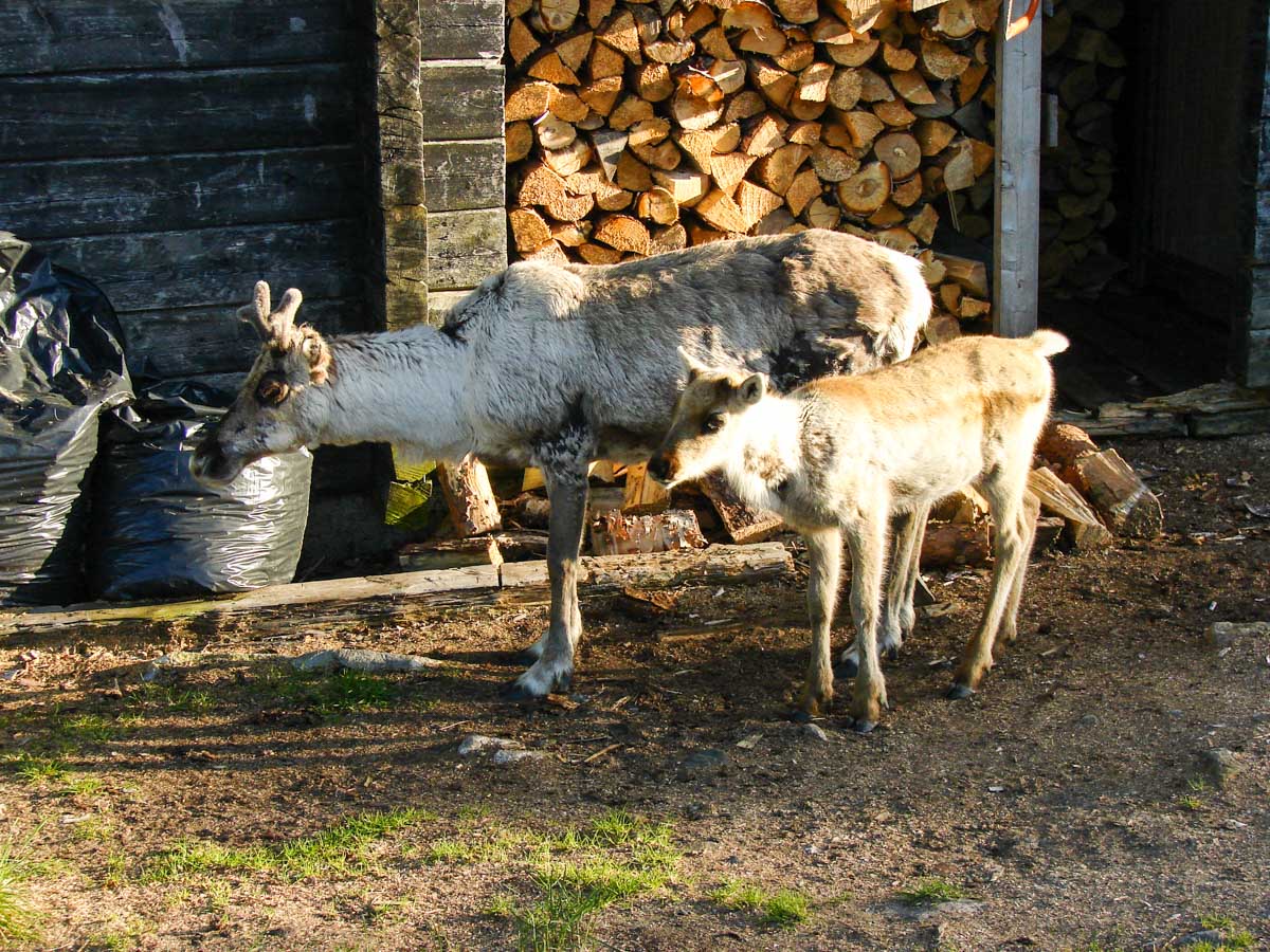 reindeer in Lapland