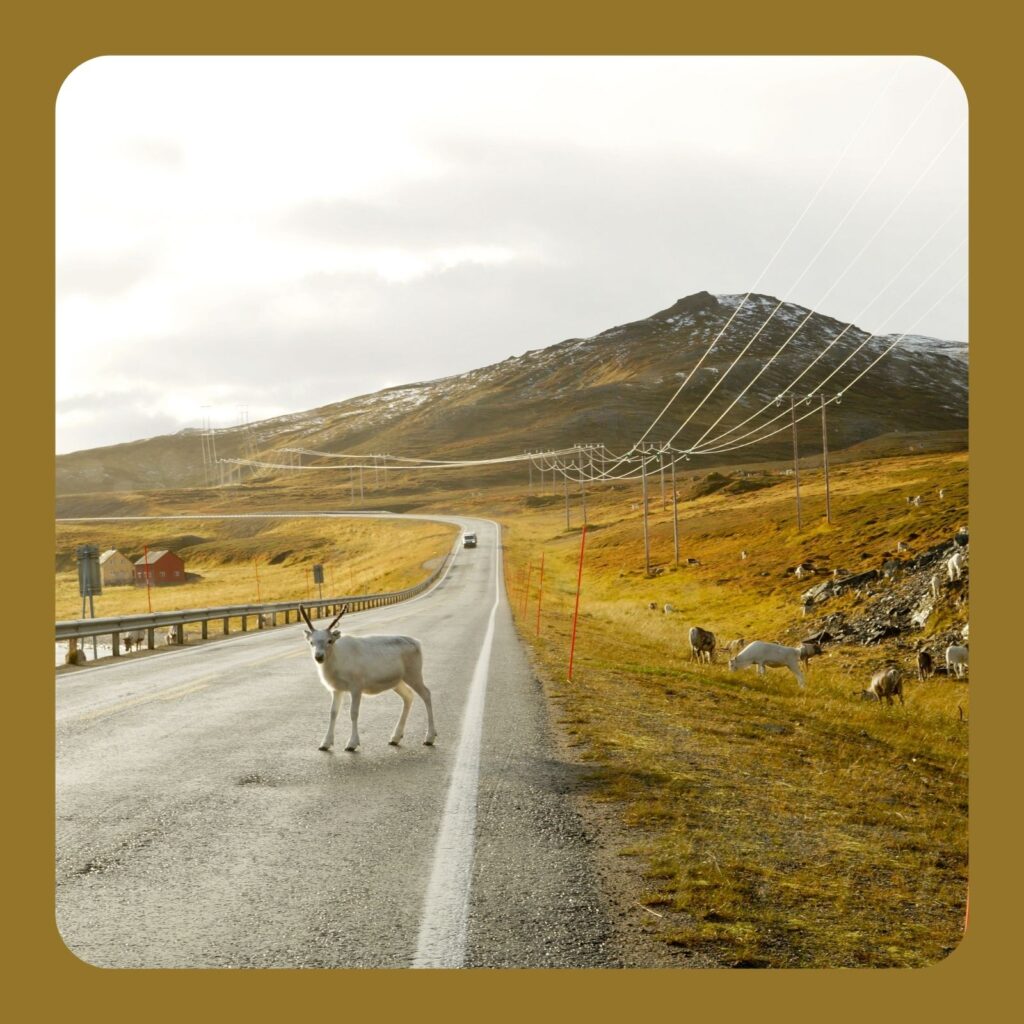 reindeer nordkapp norway