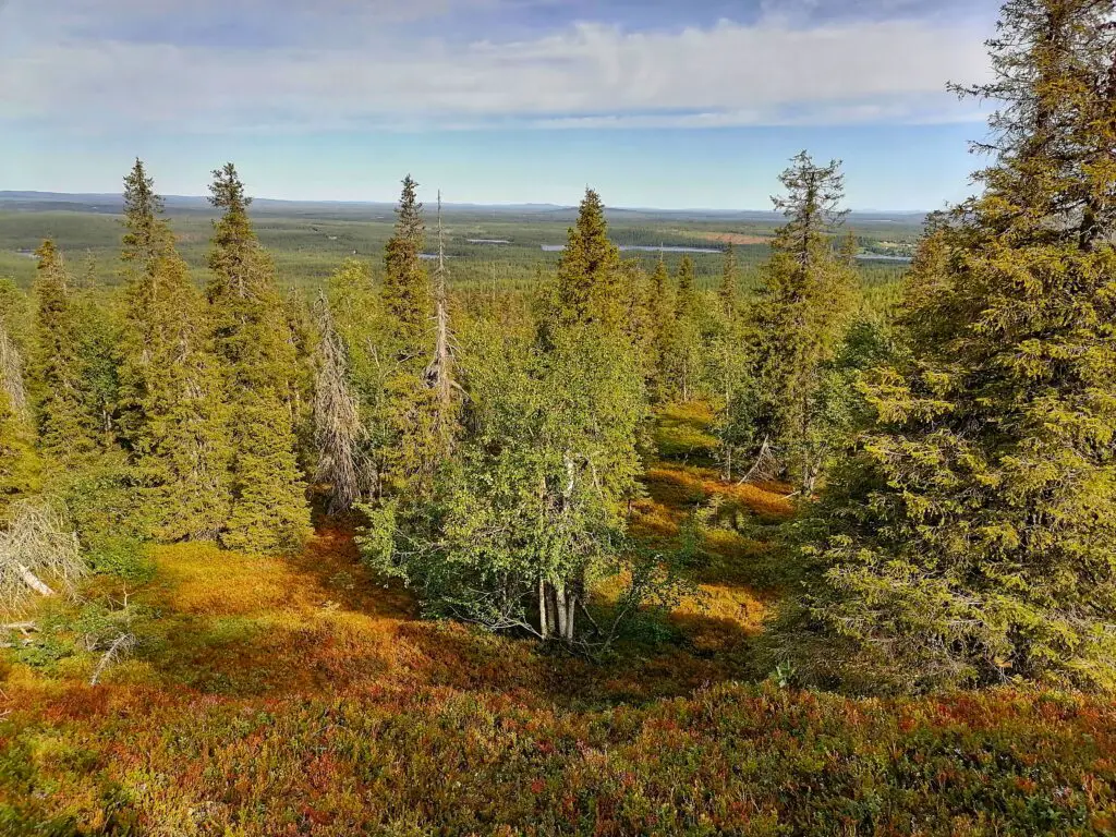 typical Lappish landscape Ruka