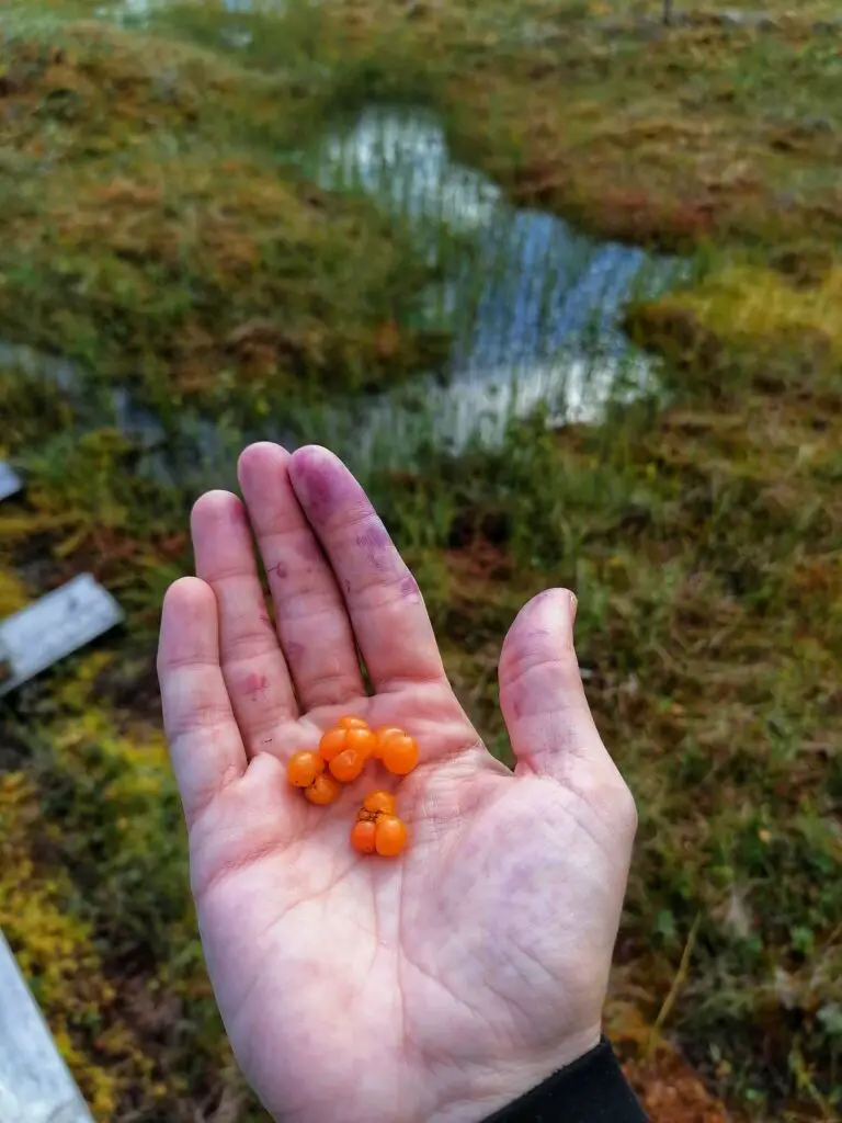 lakka cloudberry Lapland