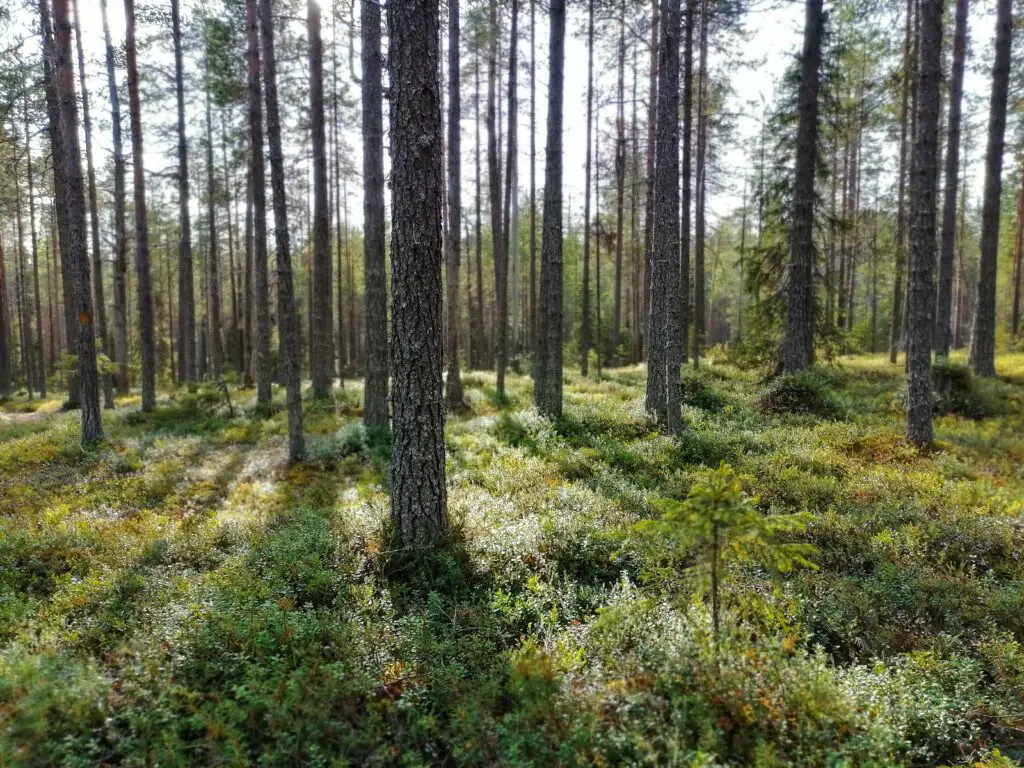 forest oulanka national park