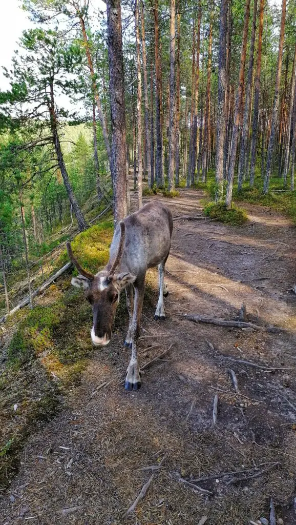reindeer in Oulanka National Park