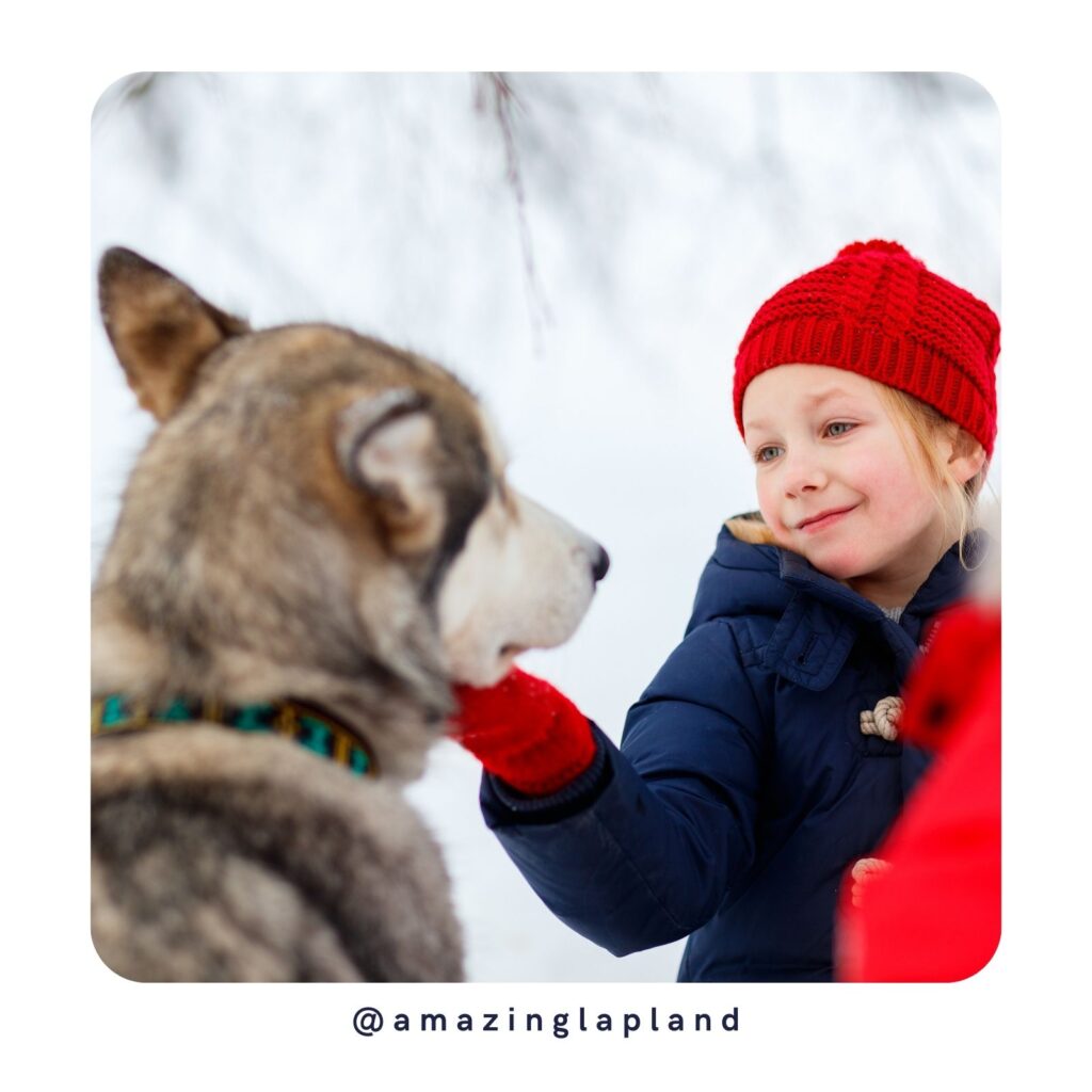 visit huskies in Lapland