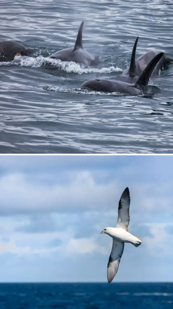 whale safari northern norway