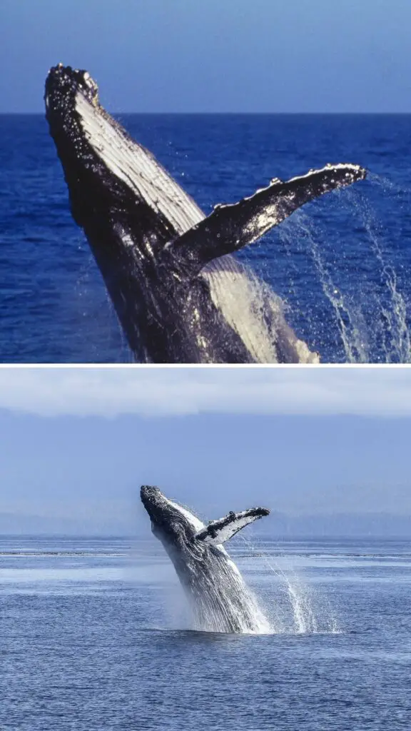 whale watching northern norway