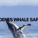 andenes norway whale safari