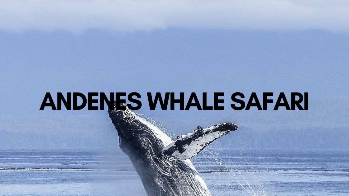 andenes norway whale safari