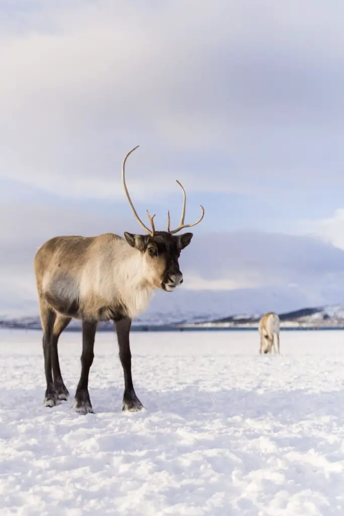 tromso reindeer