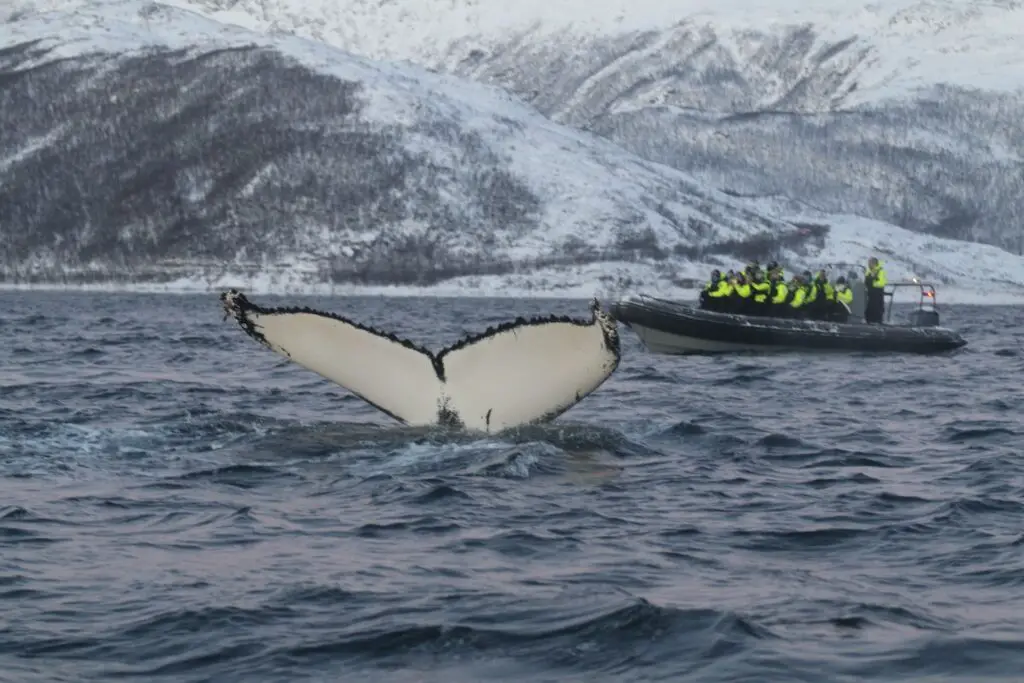 whale safari in tromso norway