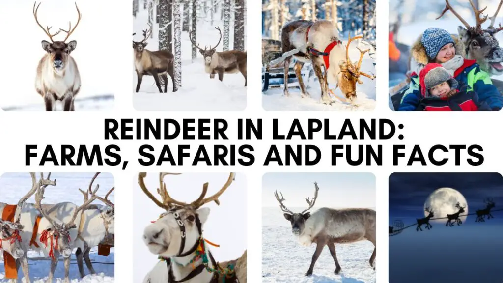 reindeer in lapland, finland, sweden and norway. tours, safaris and more