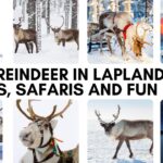 reindeer in lapland, finland, sweden and norway. tours, safaris and more