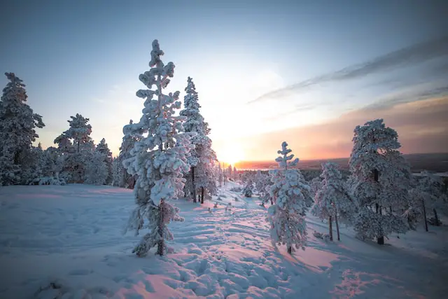 beautiful snow covered trees in Lapland