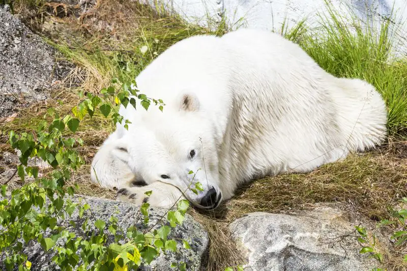 polar bear in Ranua Zoo Lapland