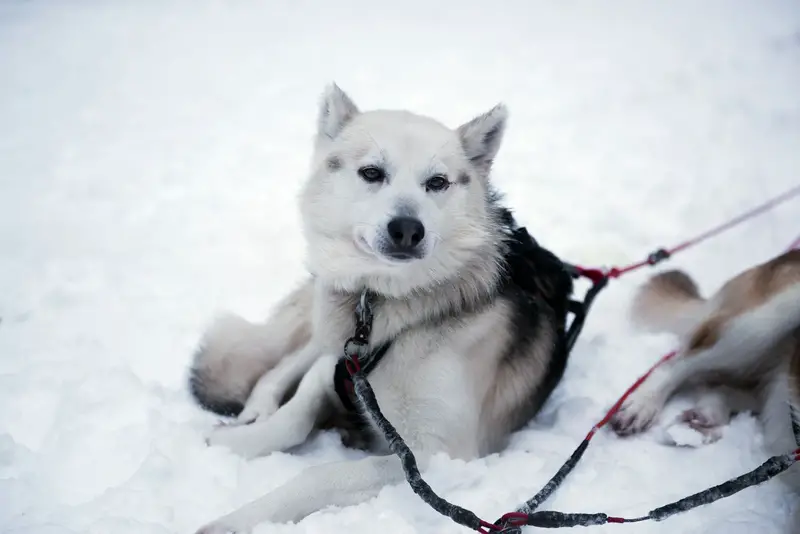 huskies in the snow in Lapland