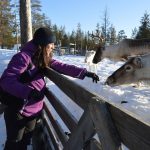 meeting with reindeer in Lapland