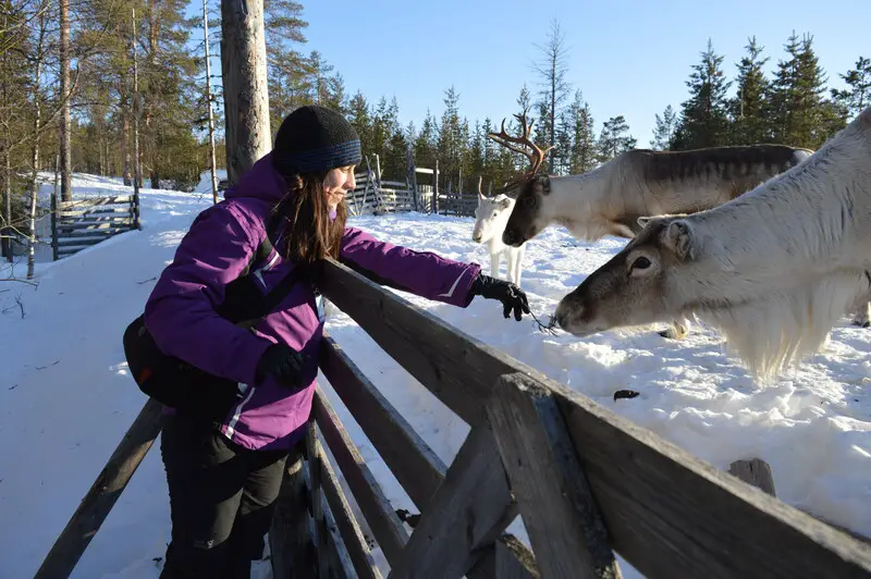 meeting with reindeer in Lapland